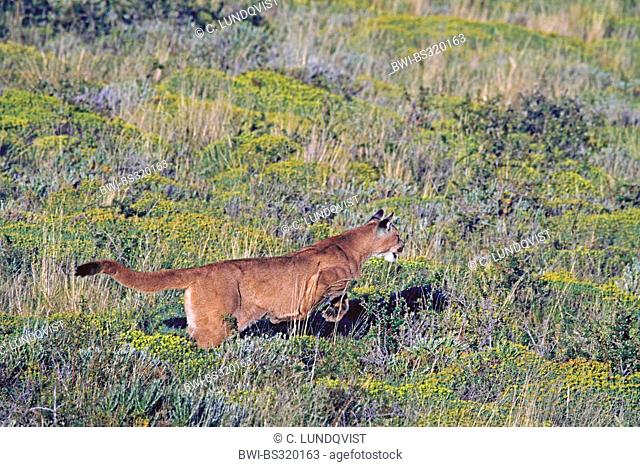 Puma, Mountain lion, Cougar (Puma concolor, Profelis concolor, Felis concolor), jumping, Chile, Ultima Esperanza, Torres del Paine National Park