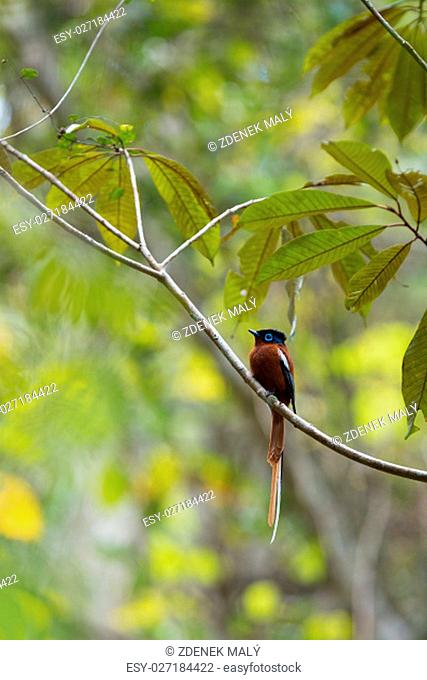 Beautiful colored Madagascar bird, Paradise-flycatcher, Terpsiphone mutata. Andasibe - Analamazaotra National Park, Madagascar wildlife and wilderness