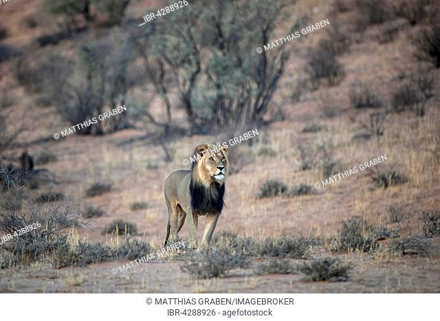 Lion (Panthera leo), male, Kgalagadi Transfrontier Park, Northern Cape, South Africa