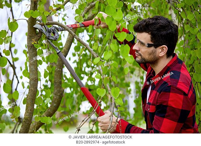Gardener with prunning tool, Lopper, Aiete Park, Donostia, San Sebastian, Gipuzkoa, Basque Country, Spain