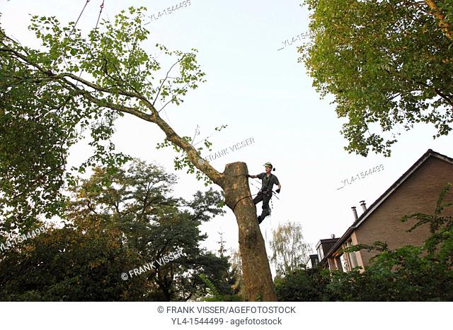 Treeworker cutting a tree with help of a crane. The Netherlands