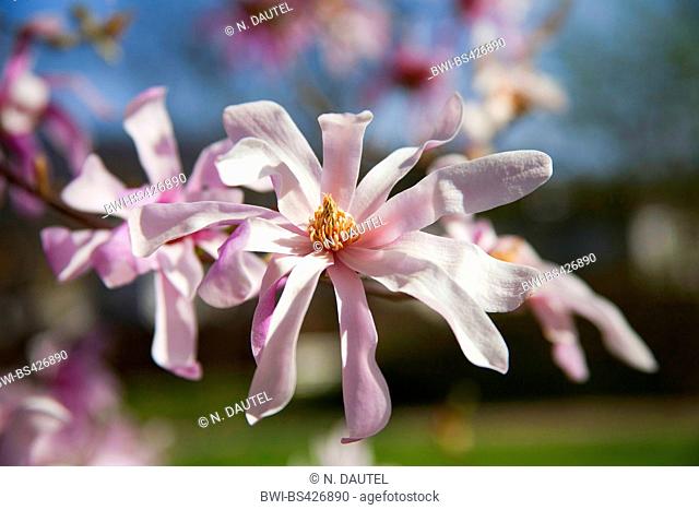 star magnolia (Magnolia stellata 'Leonard Messel', Magnolia stellata Leonard Messel), cultivar Leonard Messel