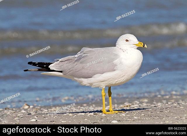 Ring-billed Gull (Larus delawarensis) adult, standing on beach, Florida (U.) S. A