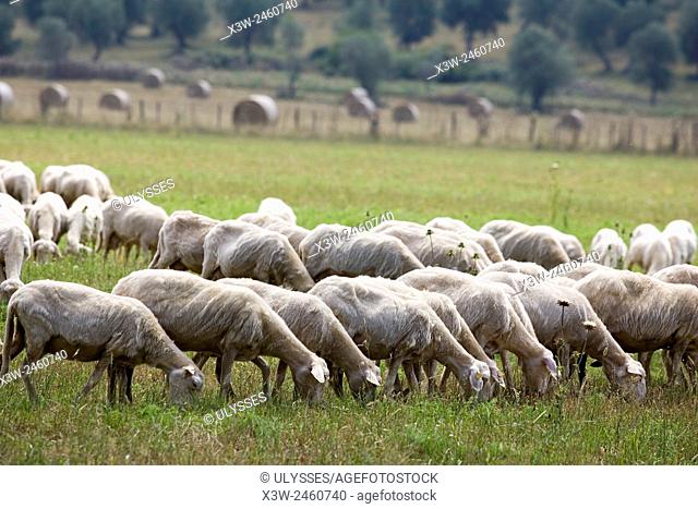 europe, italy, tuscany, sticciano area, sheeps to pasture