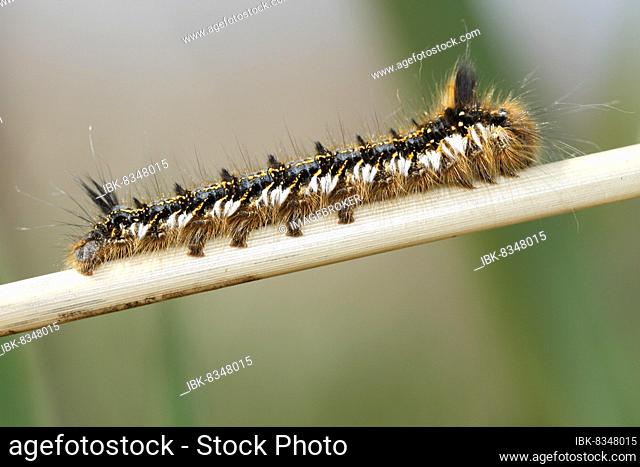 Young caterpillar of the drinker moth (Euthrix potatoria) on a reed stalk, Naturpark Flusslandschaft Peenetal, Mecklenburg-Western Pomerania, Germany, Europe