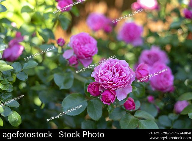 18 June 2021, Saxony-Anhalt, Wolmirstedt: Roses bloom in a garden. Photo: Stephan Schulz/dpa-Zentralbild/ZB. - Wolmirstedt/Saxony-Anhalt/Germany