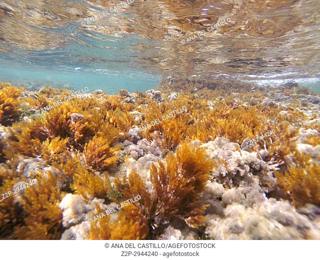 Underwater image in Las Rotas beach Natural park in Denia Alicante Spain