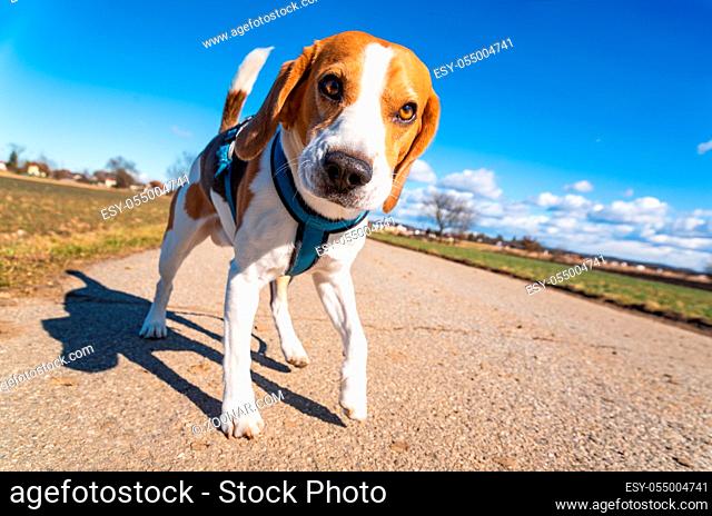 Beagle dog on rural road. Sunny day landscape copy space . With dog on a walk