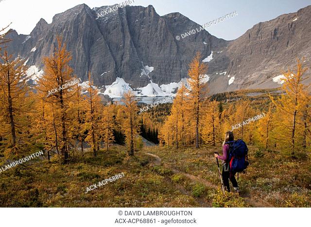 Backpacker descending through larch forest to Floe Lake, Kootenay National Park, British Columbia, Canada