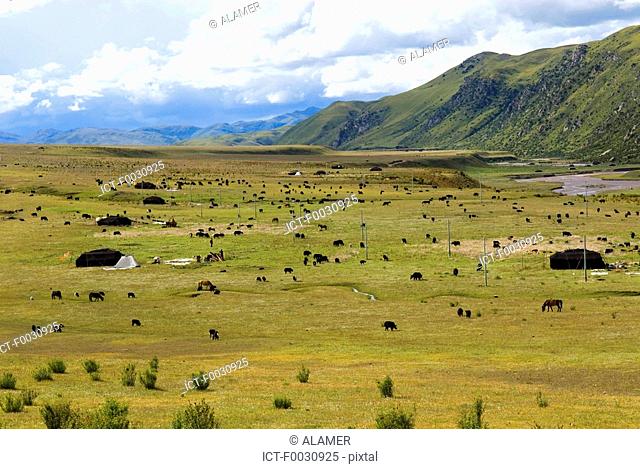 China, Sichuan, between Rongpatsa and Manigango, herd of yaks and Tibetan nomad camp