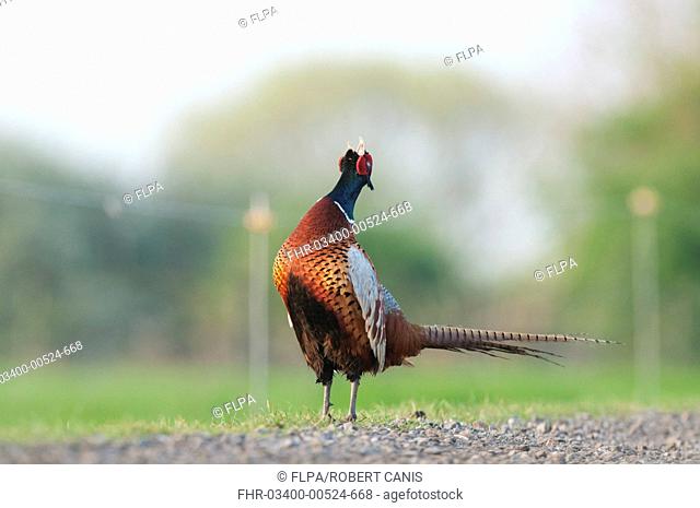 Common Pheasant Phasianus colchicus adult male, calling, displaying on track with cattle fencing behind, North Kent Marshes, Isle of Sheppey, Kent, England