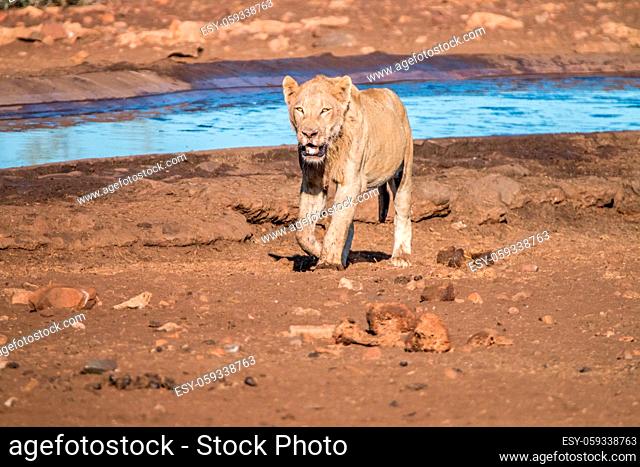 A Lion walking towards the camera in the Kruger National Park, South Africa