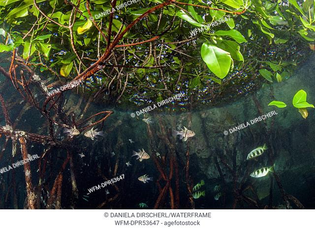 Orbiculated Cardinalfish in Mangroves, Sphaeramia orbicularis, Russell Islands, Solomon Islands