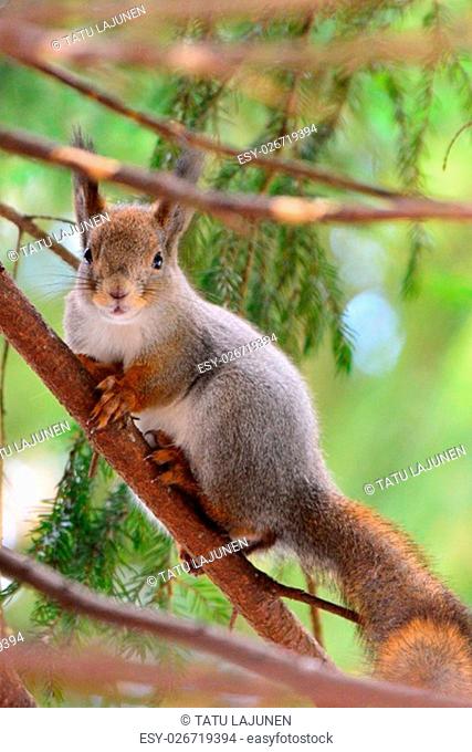 A cute squirrel in a tree looking at the camera