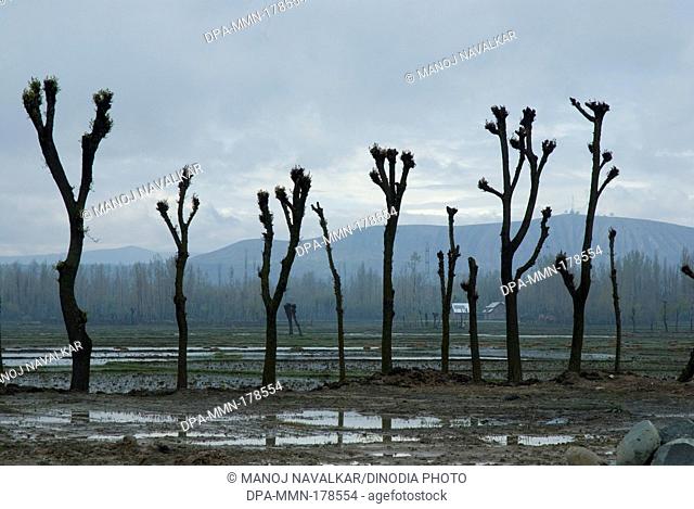Landscape Srinagar Jammu and Kashmir India Asia