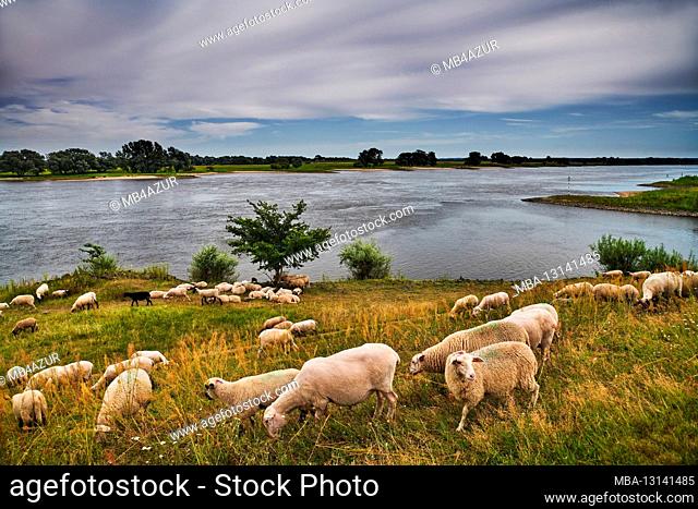 River landscape, Elbe valley floodplain in Lower Saxony, Germany, biosphere reserve, Radegast, flock of sheep on the dike of the Elbe