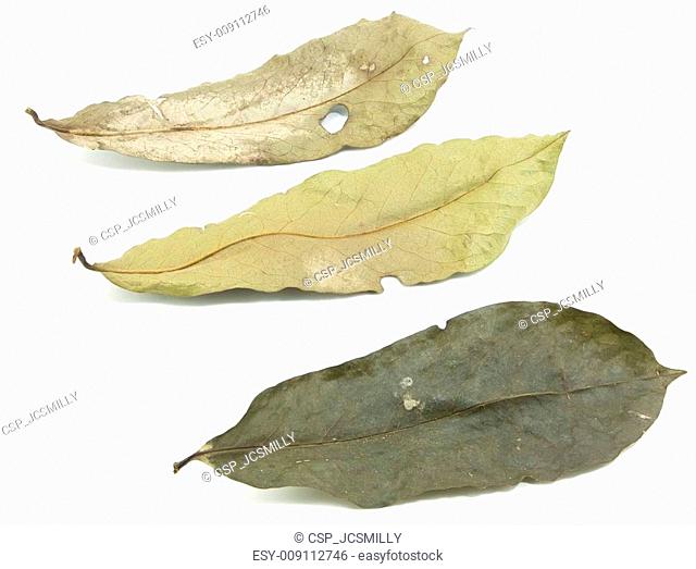 Dry leaf set isolated on white background