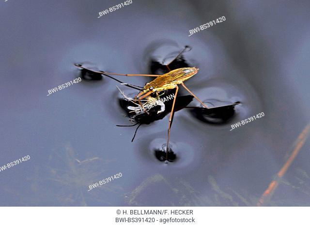 pond skater, water strider, pond skipper (Gerris lacustris), on water surface with prey, Germany