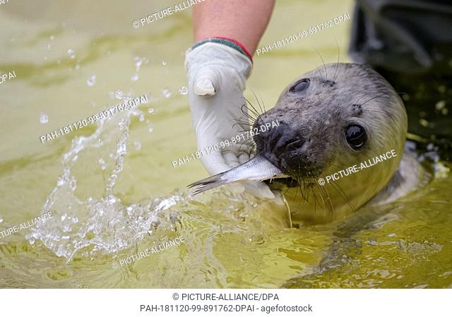 20 November 2018, Schleswig-Holstein, Friedrichskoog: The four week old grey seal howler ""Elvis"" is fed with fish in the seal station Friedrichskoog