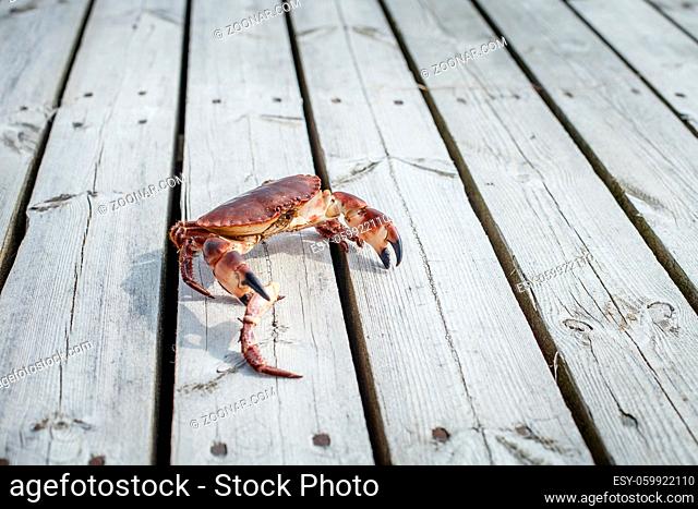 alive crab standing on wooden floor and holding claw of another crab. outdoor shot in norway. copy space