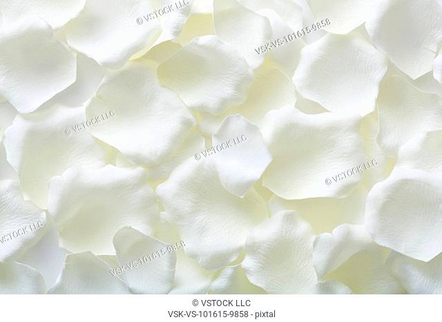 Studio shot of white flower petals