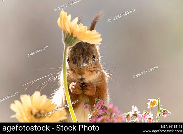 red squirrel is standing behind yellow and lila daisies looking at viewer