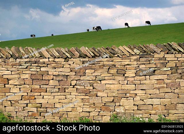 Milk cows graze in the background behind this well structured dry stone wall. Plants and weeds grow at the base of the wall, and the grass is luscious