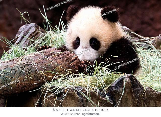A young Giant Panda looking at the end of a log where it is sitting in the hay