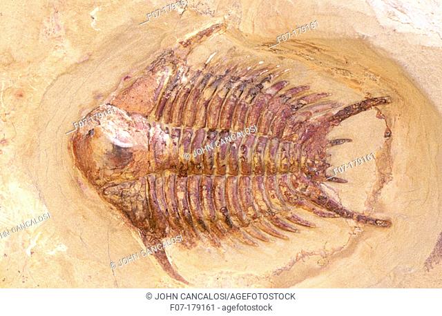 Fossil trilobite (fam. Cheiruridae). Morocco