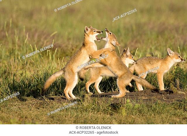 Swift fox Vulpes velox, kits playing at den, near Pawnee National Grassland, Colorado