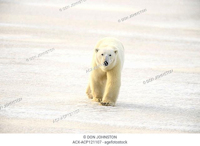Polar Bear (Ursus maritimus) Wandering Hudson Bay coast waiting for sea ice
