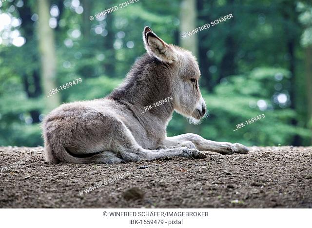 Thuringian Forest Donkey (Equus asinus), foal, Daun Wildlife Park, Vulkaneifel, Rhineland-Palatinate, Germany, Europe