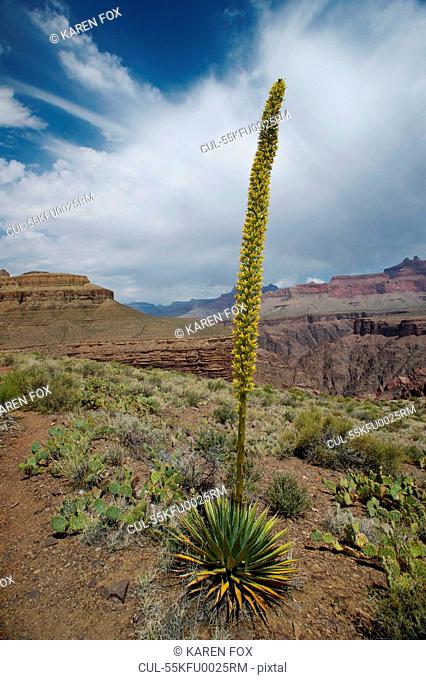 Flowering agave plant, New Hance, Grandview Hike, Grand Canyon, Arizona, USA