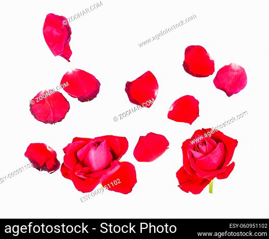 fallen petals and two withered blooms of red rose flowers isolated on white background