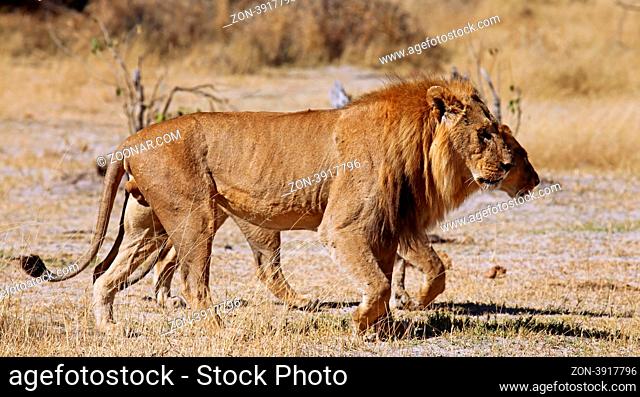 Löwen streifen durchs Moremi Game Reserve, Botswana; panthera leo; Lions in Moremi Game Reserve, Botsuana