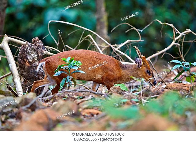 Asia, India, Tamil Nadu, Anaimalai Mountain Range Nilgiri hills, Indian muntjac Muntiacus muntjak, or Red muntjac, Common muntjac or Barking deer, adult male