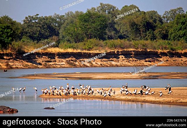 Nimmersattstörche im South Luangwa Nationalpark, Sambia, yellow-billed storks at South Luangwa National Park, Zambia, Mycteria ibis