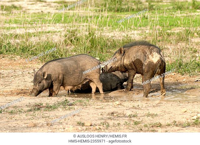 Thailand, Wild Boar (Sus scrofa), male and female