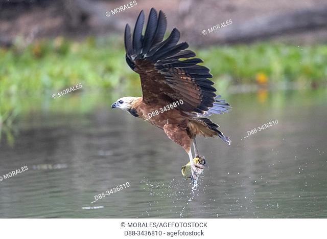 Brazil, Mato Grosso, Pantanal area, Black-collared Hawk (Busarellus nigricollis), with a fish