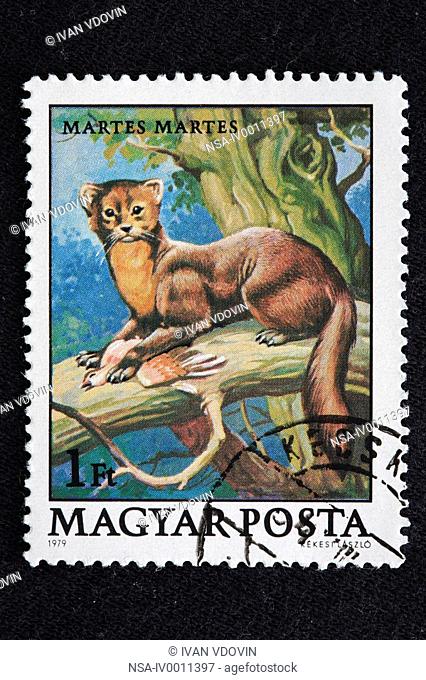 Pine Marten Martes martes, postage stamp, Hungary, 1979