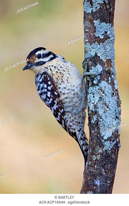 Ladder-backed woodpecker Picoides scalaris perched on a branch in the Rio Grande Valley of Texas, USA