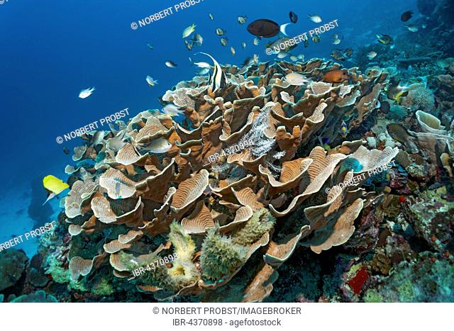 Pachyseris gemmae (Pachyseris gemmae), shelter for various reef fish, Wakatobi Island, Tukangbesi Archipelago, Wakatobi National Park, Banda Sea