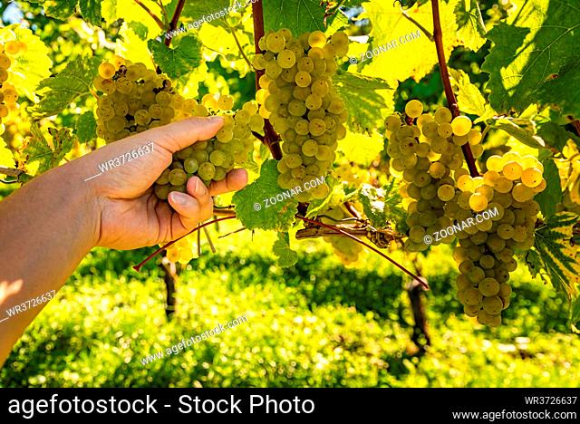 Hand picking white grapes from grapevines inautumnss sunny day. Vineyard background