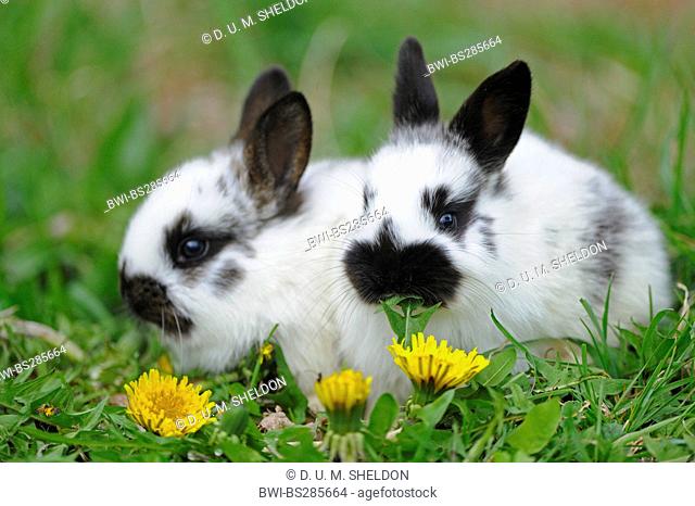 domestic rabbit (Oryctolagus cuniculus f. domestica), two black and white rabbits sitting side by side in dandelion meadow