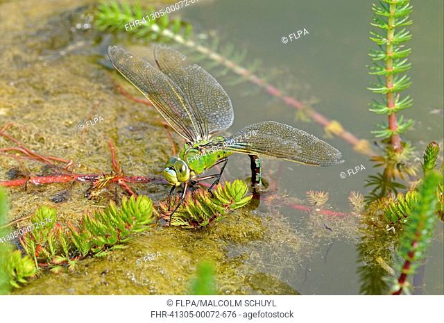 Emperor Dragonfly Anax imperator adult female, laying eggs in submerged aquatic vegetation, Oxfordshire, England