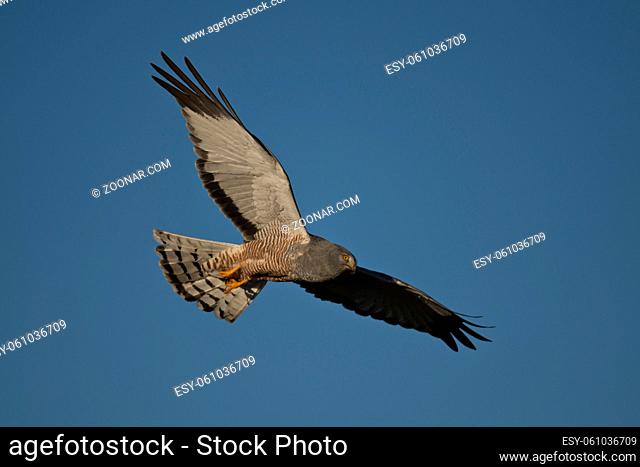 Male cinereous harrier flying in the blue sky, over the Laguna Nimez in Patagonia, Argentina