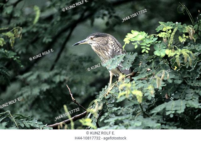 Herons, night herons, young bird, tree, branch, knot, sitting, Nycticorax nycticorax, Singapore