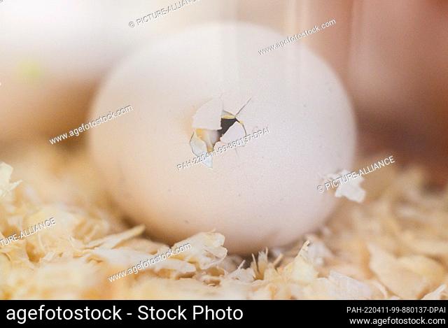 11 April 2022, Lower Saxony, Brunswick: A chick breaks through its eggshell in an incubator at the State Natural History Museum in Braunschweig