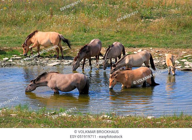 Konik herd drinking in a water hole in the conservation area Kleiberg in the Soester Börde, North RhineWestphalia, Germany