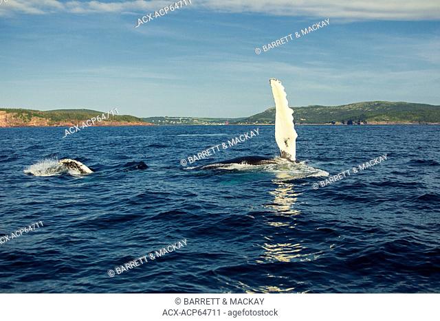 Humpback Whale, (Megaptera novaeangliae, Witless Bay Ecological Reserve, Newfoundland, Canada